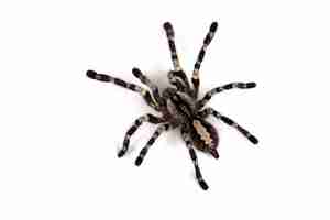 Gratis foto poecilotheria regalis tarantula geïsoleerd op witte achtergrond regalis tarantula close-up op witte achtergrond