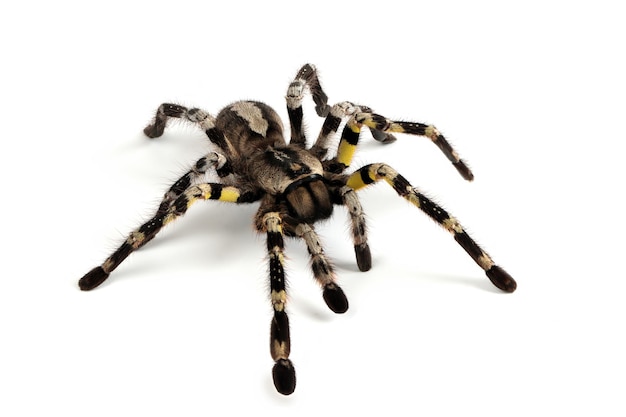 Poecilotheria regalis tarantula geïsoleerd op witte achtergrond Regalis tarantula close-up op witte achtergrond