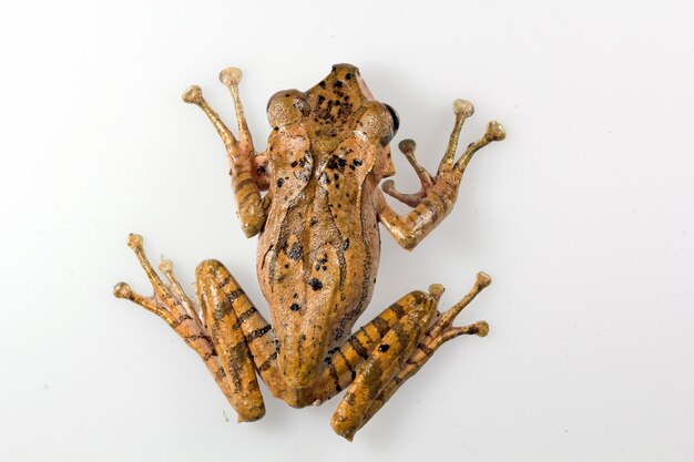 Polypedates otilophus close-up