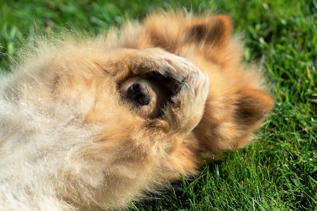 Pommeren met gele vacht die op het gras op zijn rug ligt