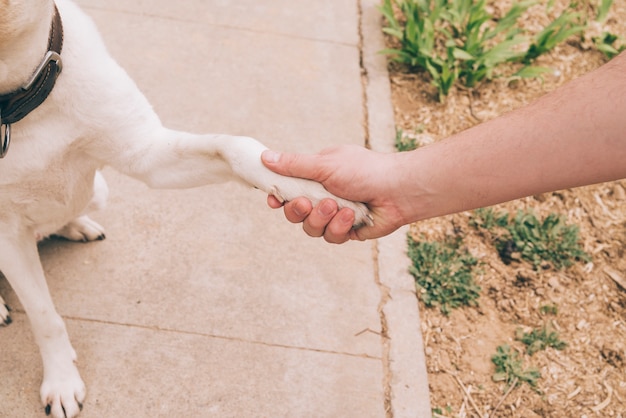 Poot van hond en menselijke hand