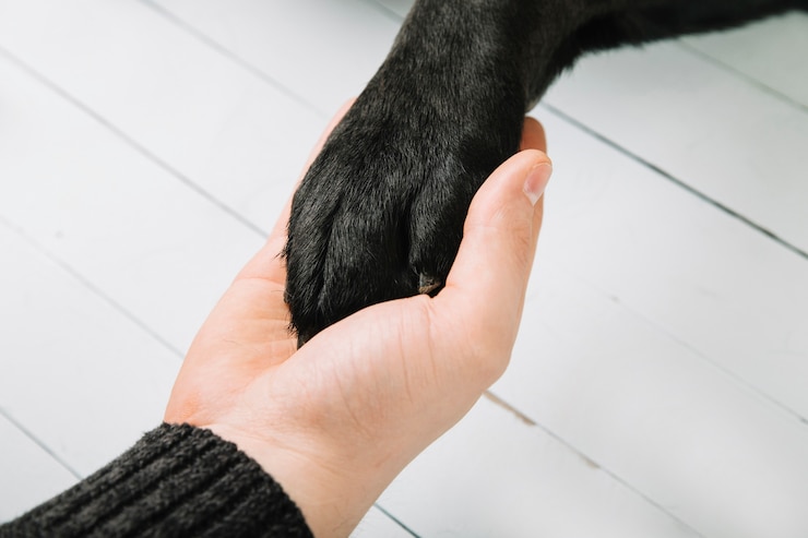 Gratis Foto pootschudden bijsnijden
