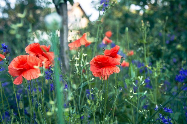 Poppy bloemen op een onscherpe achtergrond tussen het gras