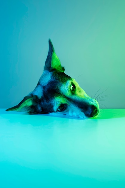 Portret van Australische kelpiehond in gradiëntverlichting