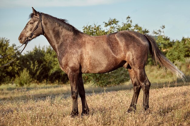 Portret van baai paard in de zomer op het veld. Huisdier