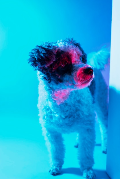 Portret van bichon frise hond in gradiëntverlichting