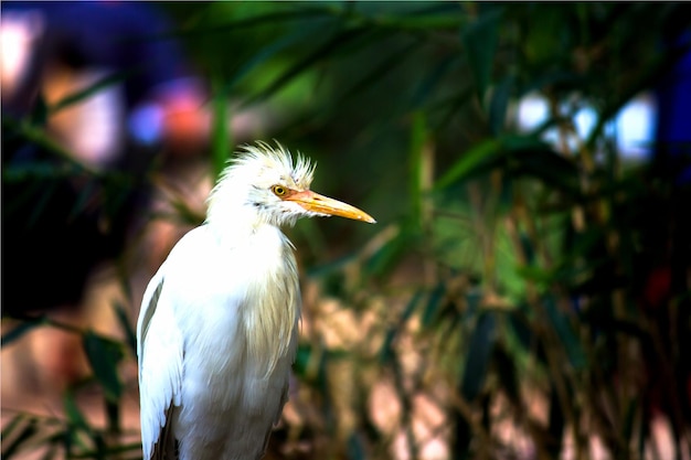 Portret van bubulcus ibis of heron of algemeen bekend als de cattle egret in het openbare park in india