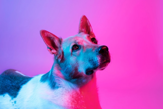 Gratis foto portret van duitse herdershond in gradiëntverlichting