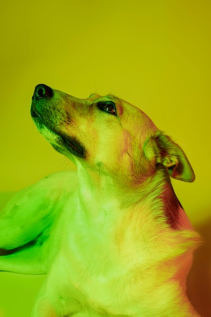 Gratis foto portret van duitse herdershond in gradiëntverlichting