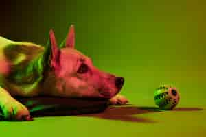 Gratis foto portret van duitse herdershond in gradiëntverlichting