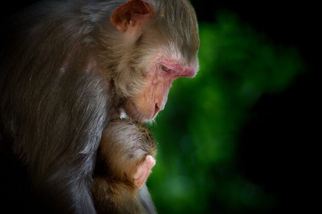 Portret van een baby rhesus macaque monkey in de armen van haar moeder, zo schattig en schattig
