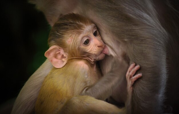 Portret van een baby rhesus macaque monkey in haar moederarmen die melk drinkt, zo schattig en schattig