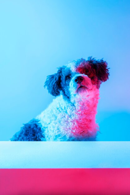 Portret van een bichon frise hond in gradiëntverlichting