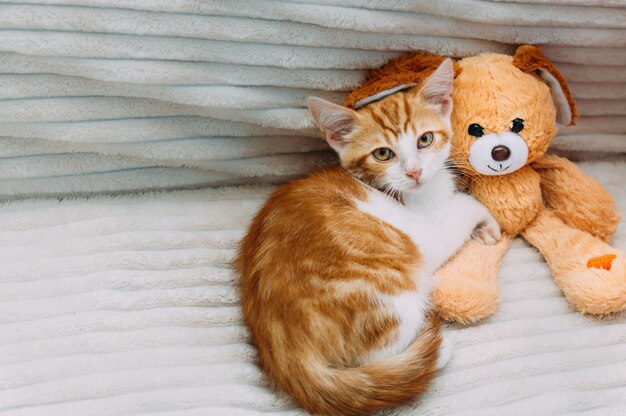 Portret van een gemberkatje naast een speeltje op het bed
