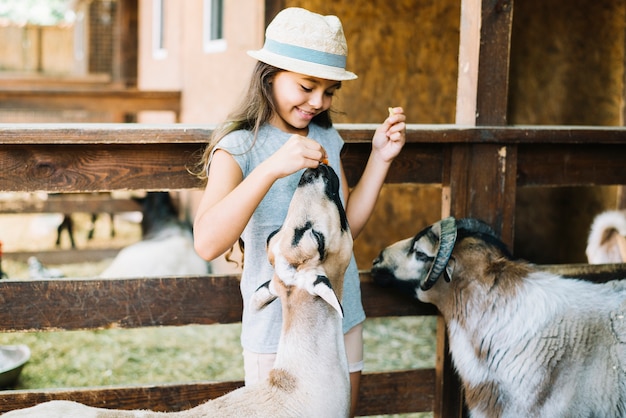Portret van een glimlachend meisjes voedend voedsel aan schapen in het landbouwbedrijf