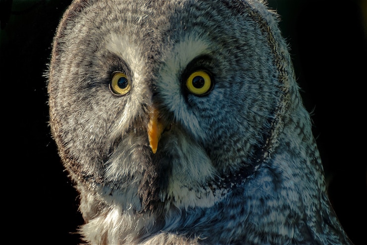 Gratis Foto portret van een grote grijze uil (strix nebulosa)