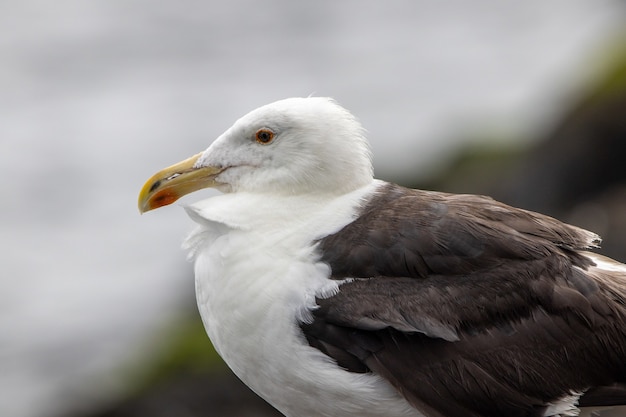 Portret van een grote zeemeeuw met zwarte rug bij de oceaan