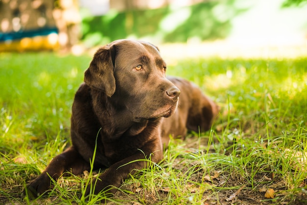 Portret van een hond die op gras liggen die weg eruit zien