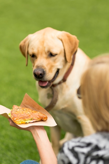 Portret van een hond met sandwichvoedsel