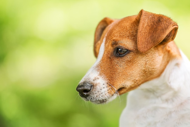 Portret van een jack russel terrier-hond op groene achtergrond Premium Foto