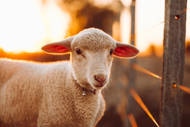 Portret van een klein schattig lam in het veld bij het hek bij zonsondergang