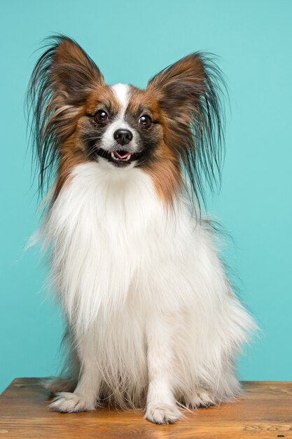 portret van een kleine gapende pup Papillon