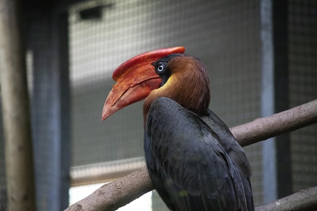 Gratis foto portret van een knobbelige neushoornvogel op een boomtak in de colchester zoo england