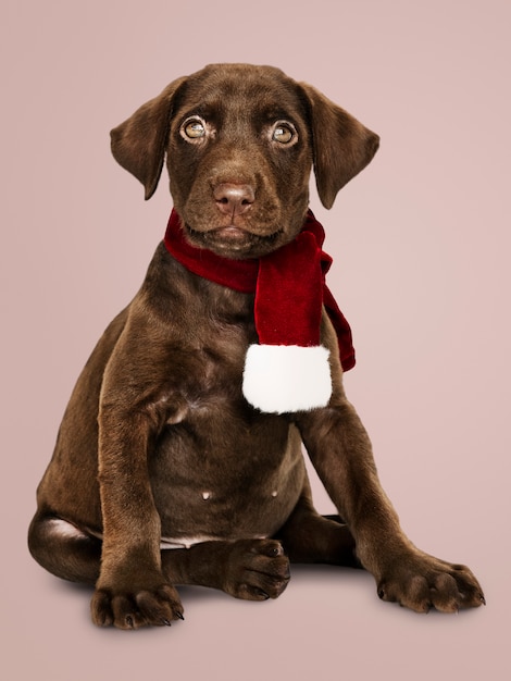 Portret van een leuke Labrador die een Kerstmissjaal draagt