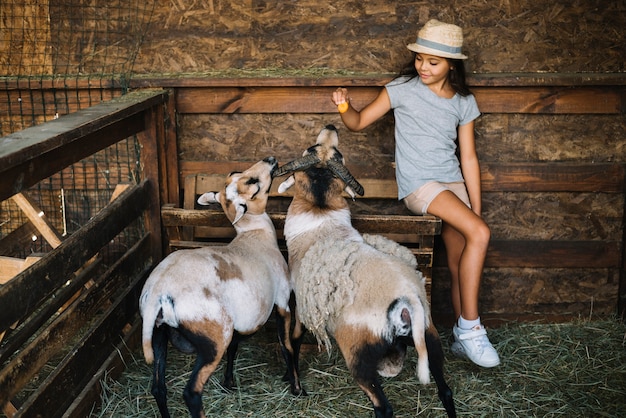 Portret van een meisjeszitting in de schuur voedende schapen