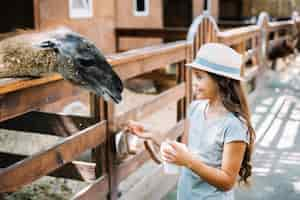 Gratis foto portret van een mooi meisjes voedend voedsel aan alpaca in het landbouwbedrijf