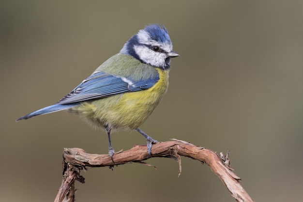 Gratis foto portret van een mooie kanarie