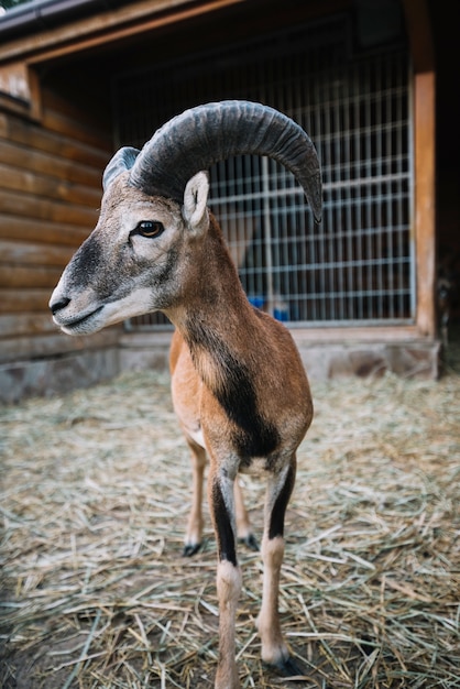 Gratis foto portret van een schaap dat zich in de schuur bevindt