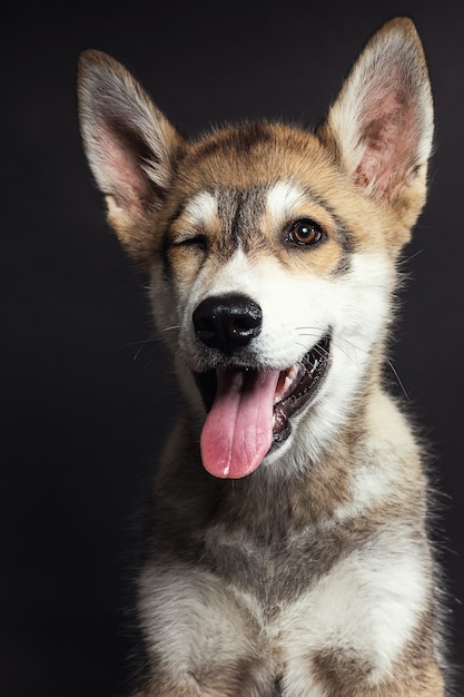 Portret van een schattige husky puppy op zwarte scène