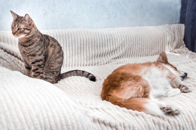 Portret van een slapende hond en een kat die naast haar zit. concept vriendschap van een kat en een hond
