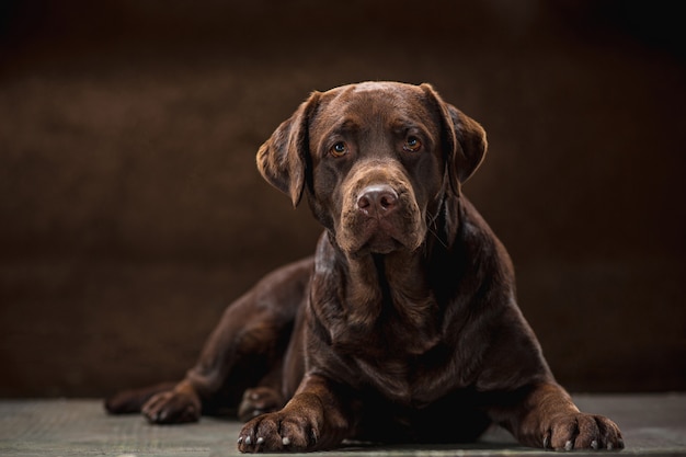 portret van een zwarte Labrador hond genomen tegen een donkere achtergrond.