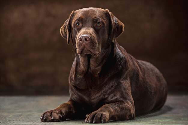 portret van een zwarte Labrador hond genomen tegen een donkere achtergrond.