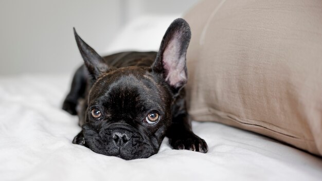 Portret van kleine hond die camera bekijkt