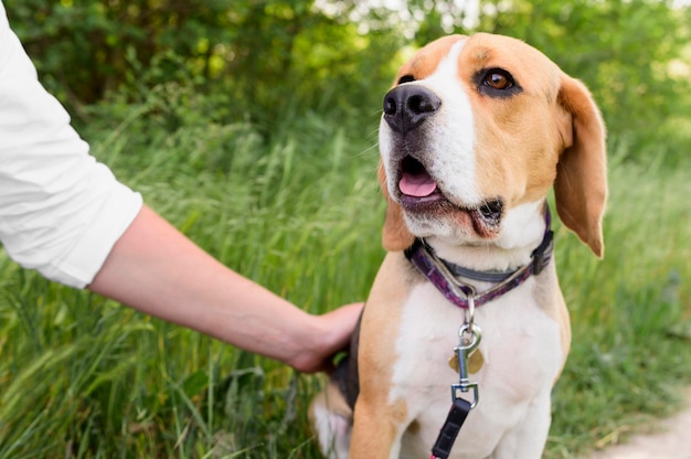 Portret van schattige beagle genieten van wandeling in het park