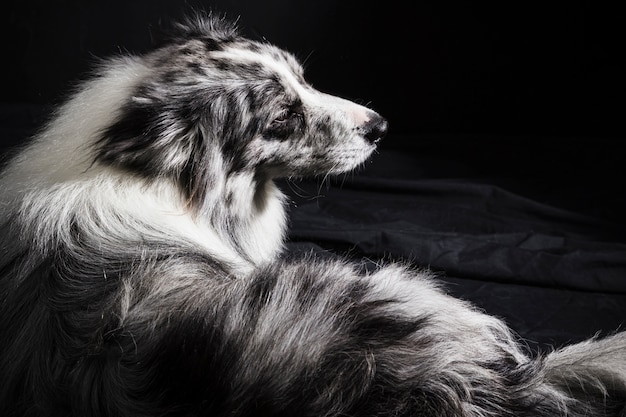 Portret van schattige border collie-hond