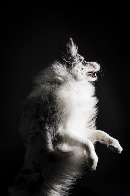 Gratis foto portret van schattige border collie-hond