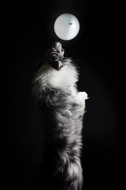 Portret van schattige border collie-hond