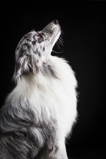 Portret van schattige border collie-hond