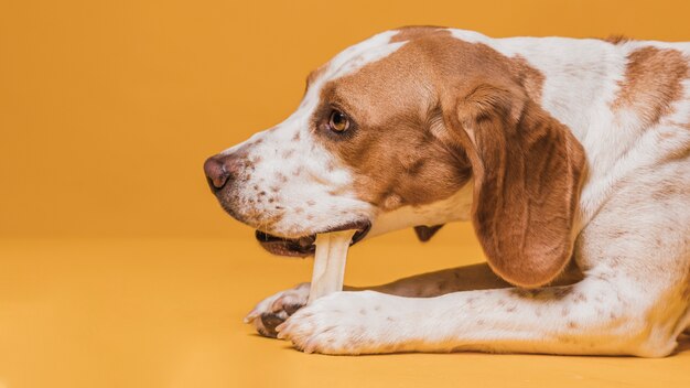 Portret van schattige hond die een bot eet