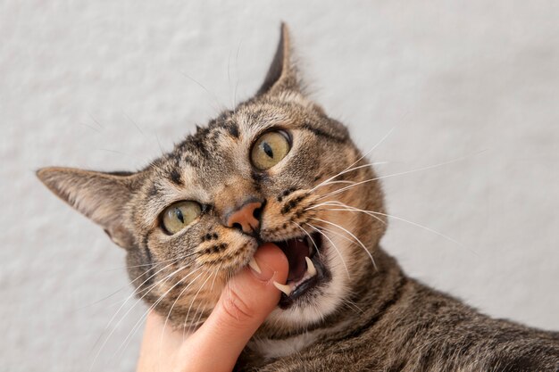 Portret van schattige huiskat die in de vinger van haar baasje bijt