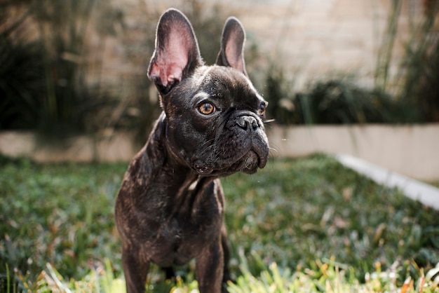 Portret van schattige kleine Franse bulldog buiten