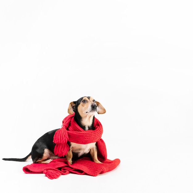 Portret van schattige kleine hond bedekt met sjaal