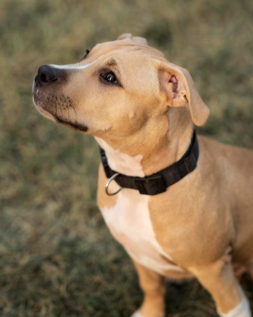 Portret van schattige pitbullhond