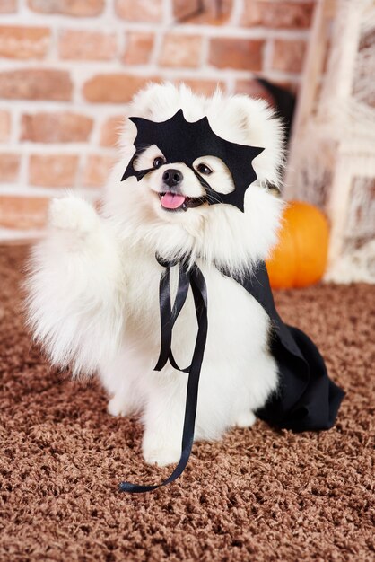 Portret van speelse hond in halloween-kostuum