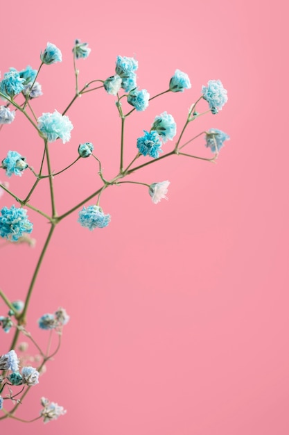 Gratis foto prachtig blauw assortiment bloemen