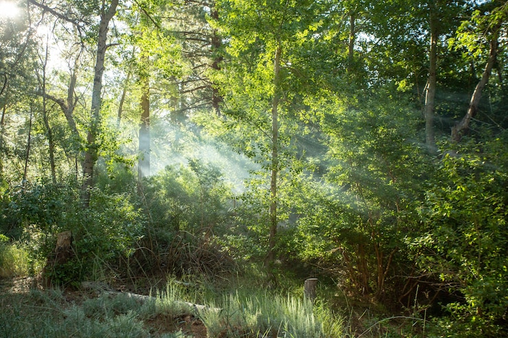 Gratis Foto prachtig bos met stralen van de zon